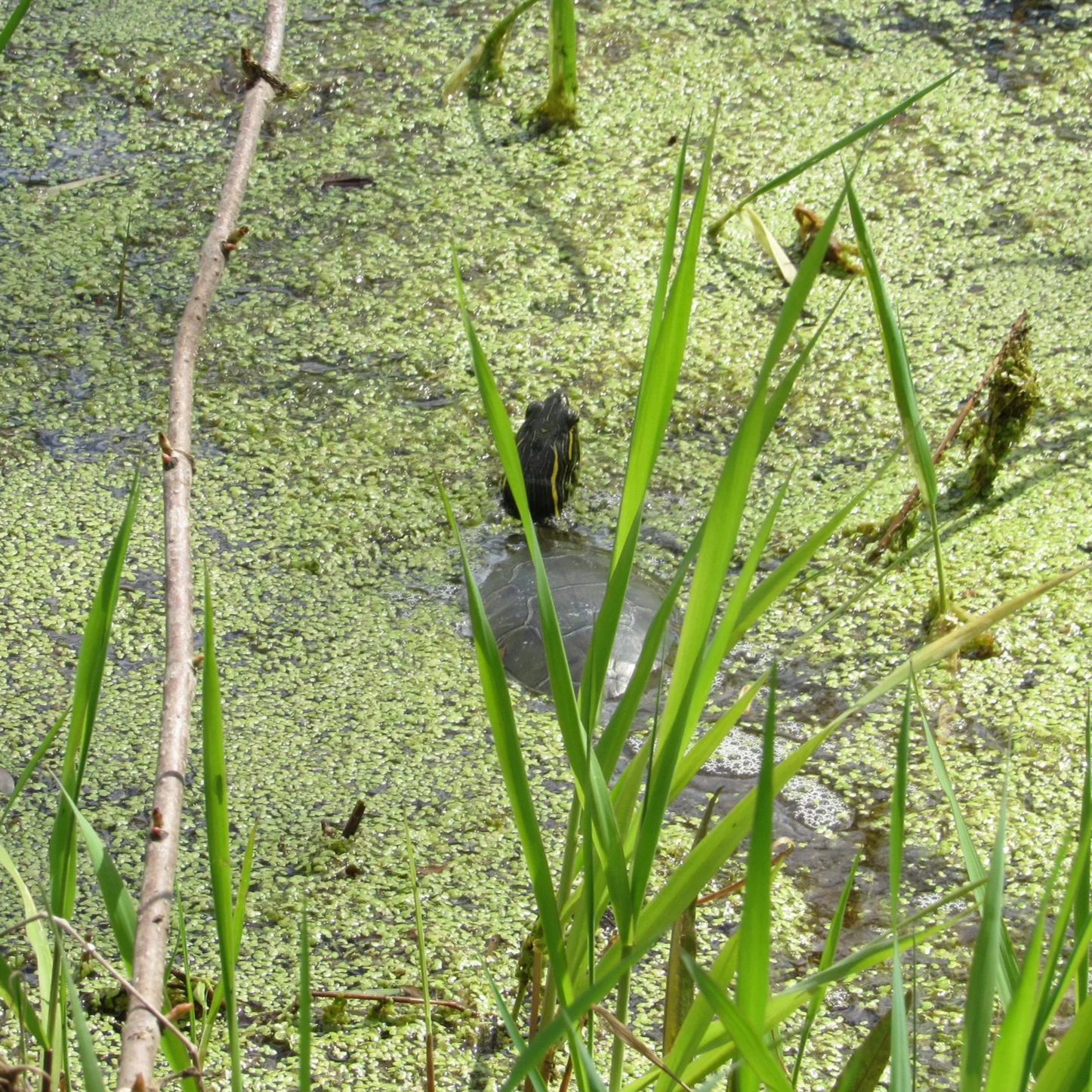 IMG_0748.png