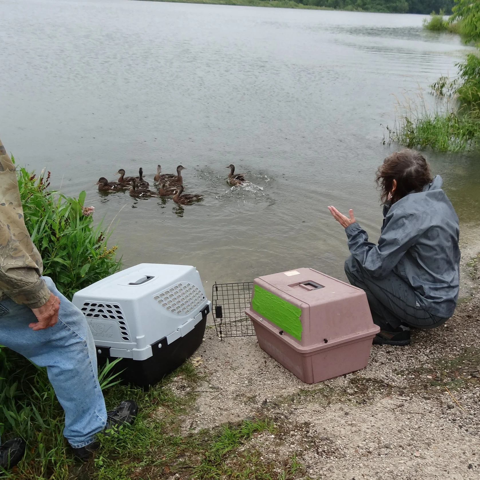 Duck+Release+at+Ada+Hayden+Colleen+applauds.png