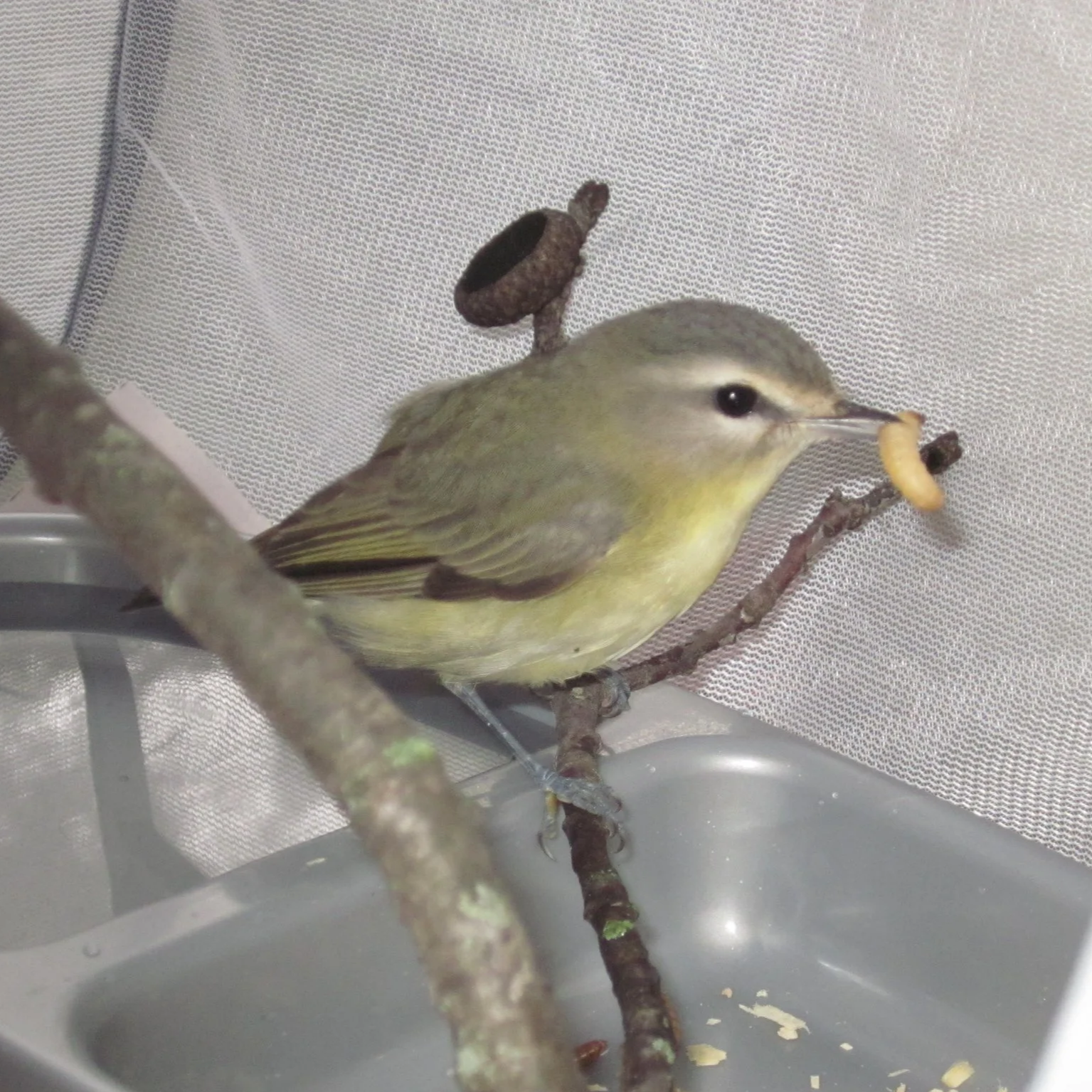 Tennessee%2BWarbler%2B%25231%2BMEhresman_IWC.png