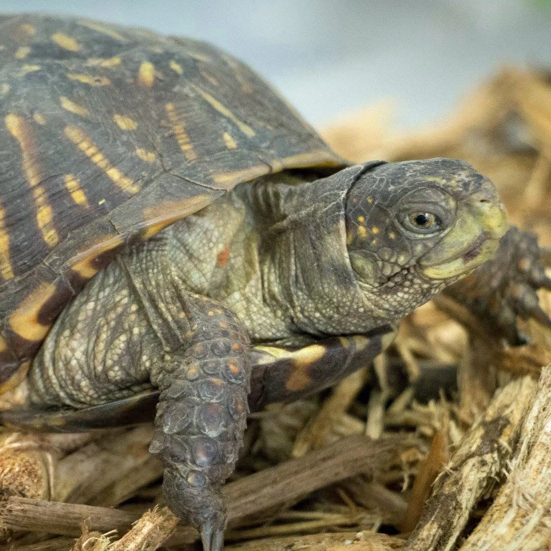 Close-up of a baby turtle on dry grass and twigs.
