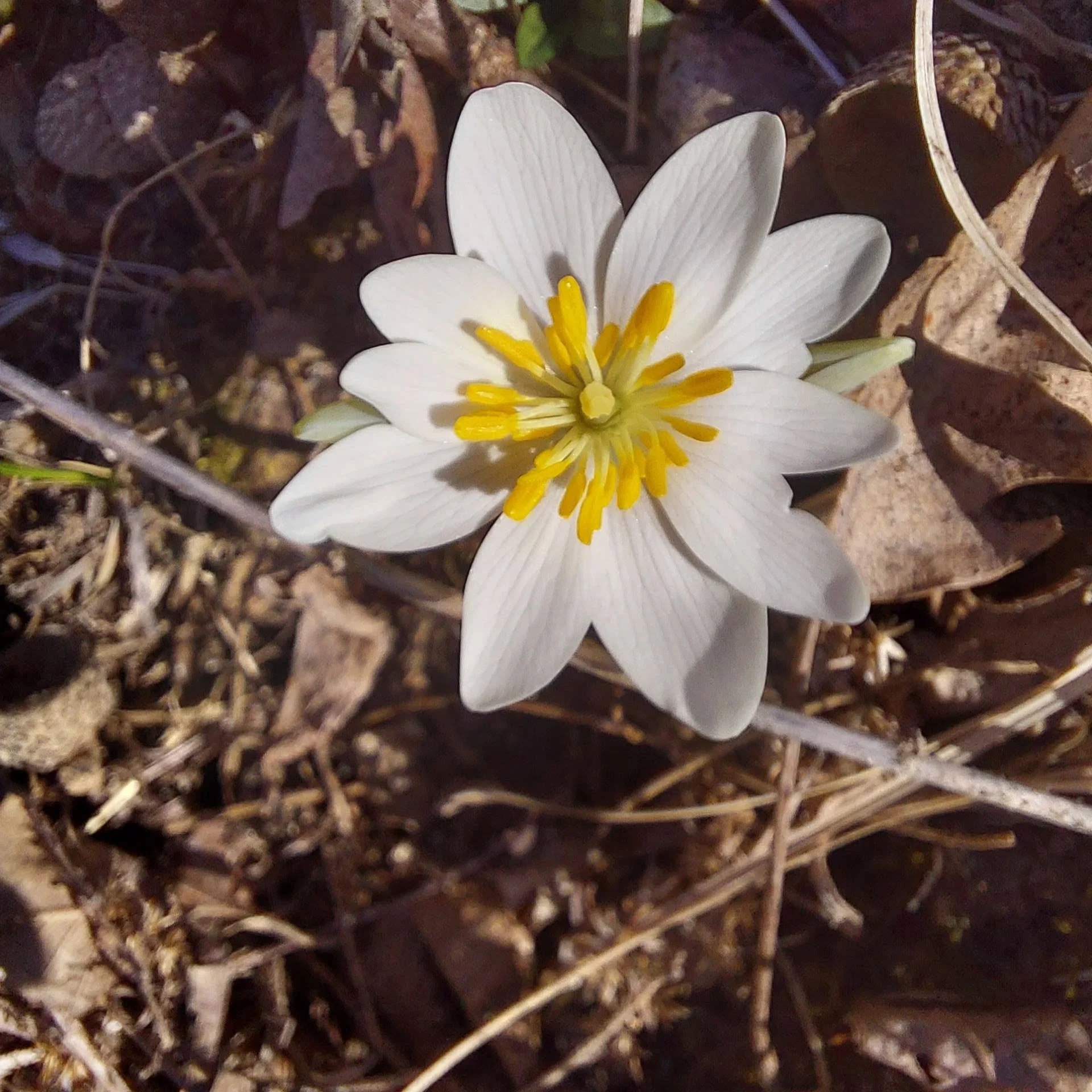 Close-up of a white flower with yellow stamens growing in a bed of dried leaves and grass.