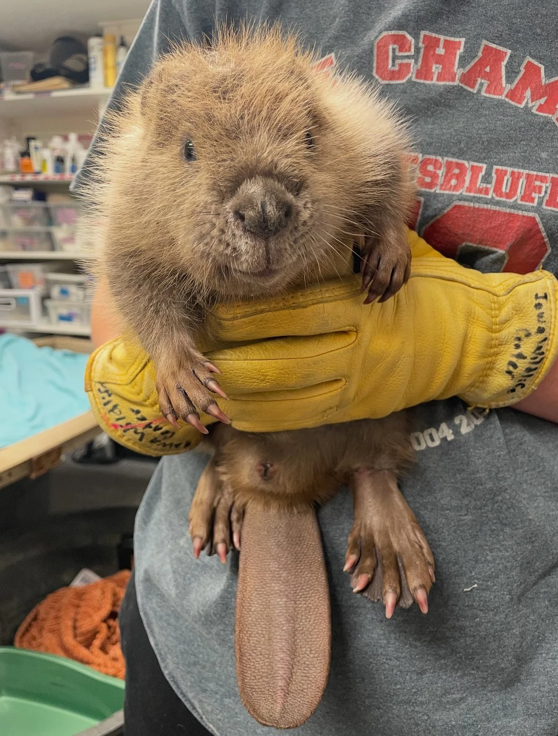 Beavers