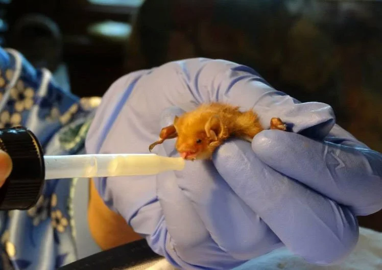 A tiny, newborn animal, possibly a ferret, being fed with a syringe by a person wearing blue gloves.