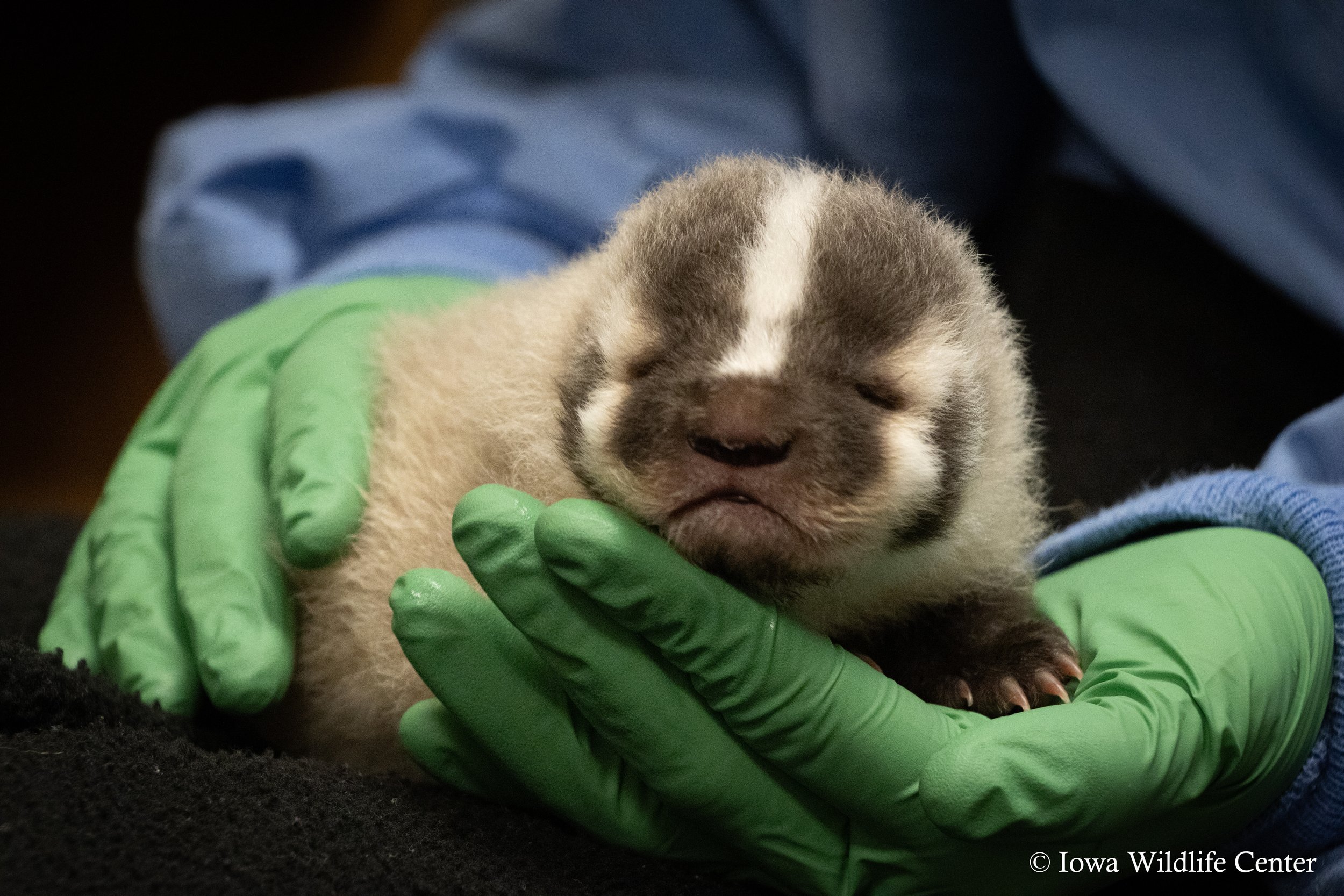 Baby Badger