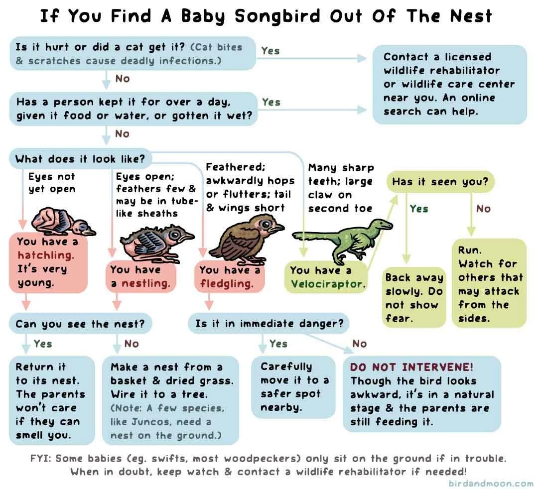 A flowchart titled 'If You Find A Baby Songbird Out Of The Nest' with steps to identify and respond to a baby bird found outside its nest, including questions about injuries, how long it has been out, and the bird's appearance, with illustrations of different bird types.