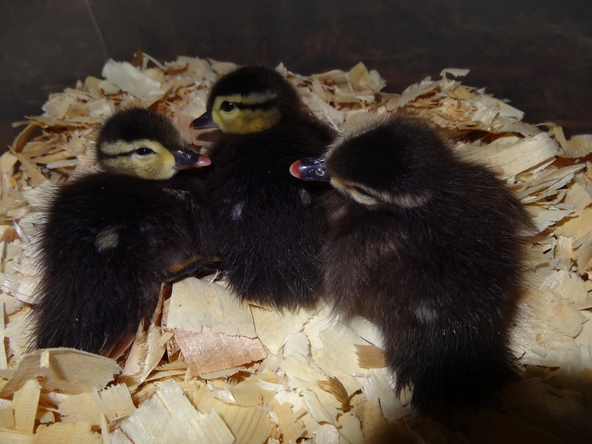 duckings