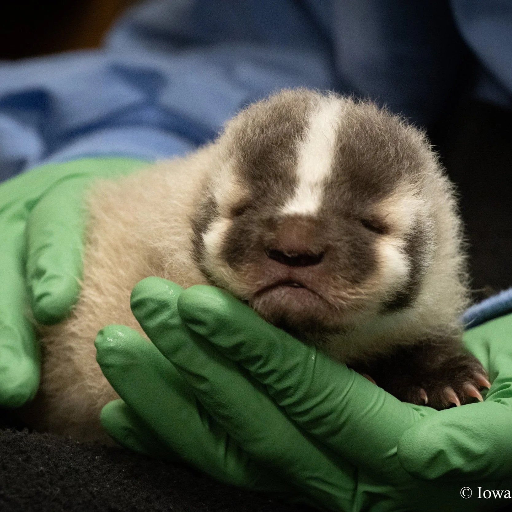 Close-up of a newborn puppy being gently held with a gloved hand, soft fur, closed eyes, and a white stripe on its face.