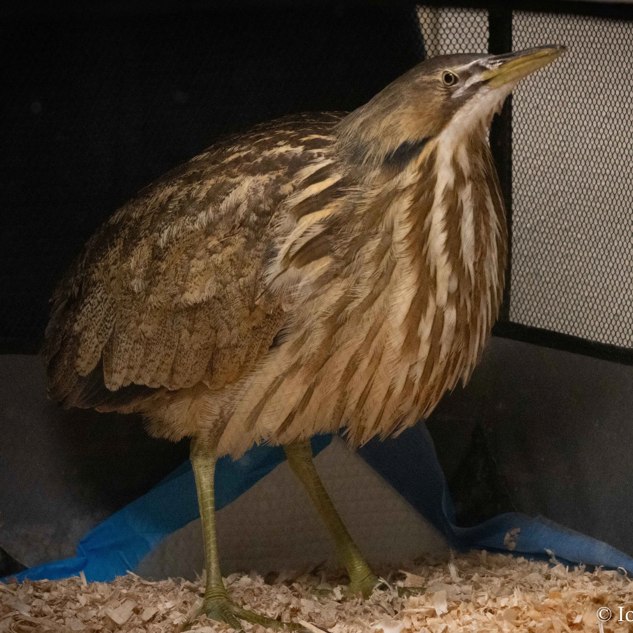 American Bittern