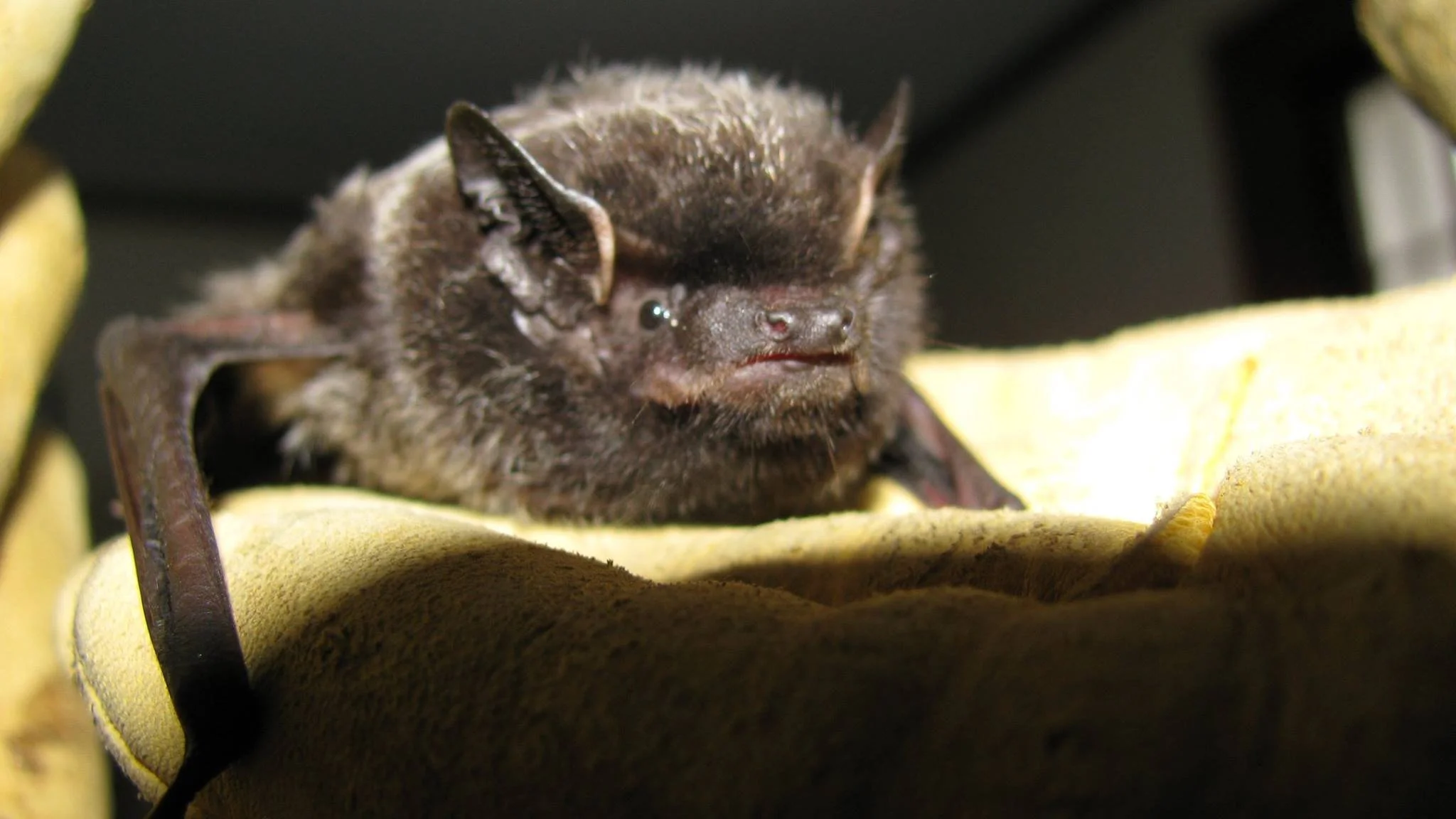 Close-up of a brown bat resting on a yellow surface.