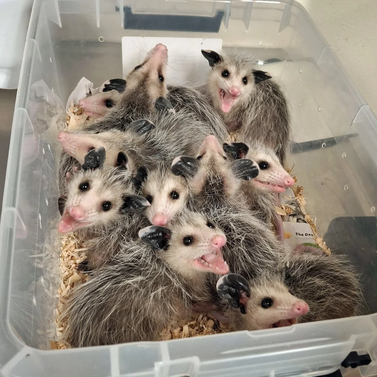 Opossum Joeys