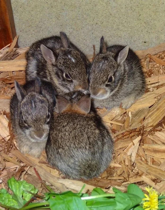 Four baby rabbits on wood shavings, some green leaves and a small yellow flower in the foreground.