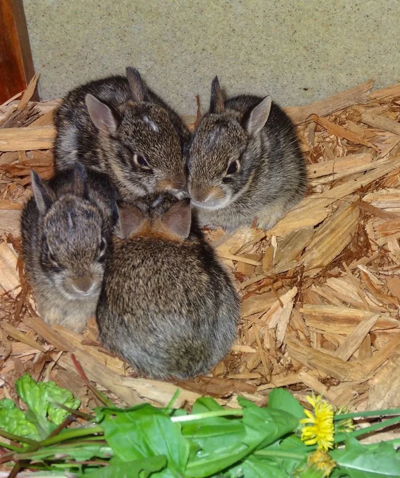 Baby bunnies