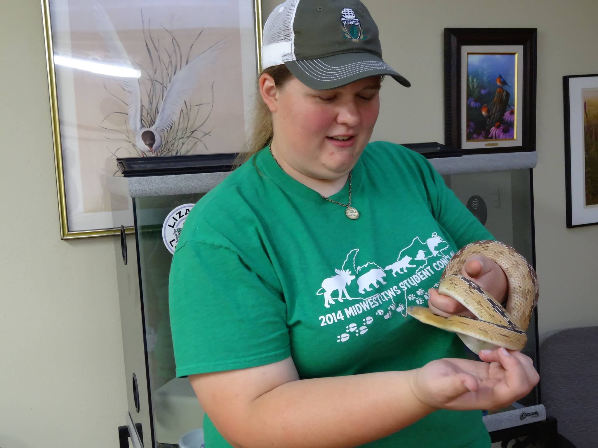 A person wearing a green T-shirt and a cap is holding a snake indoors in front of wall with framed artwork.