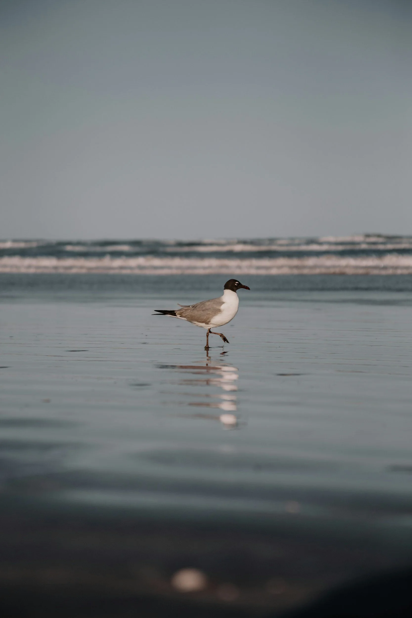 Seagull walking in shallow water with ocean waves in the background