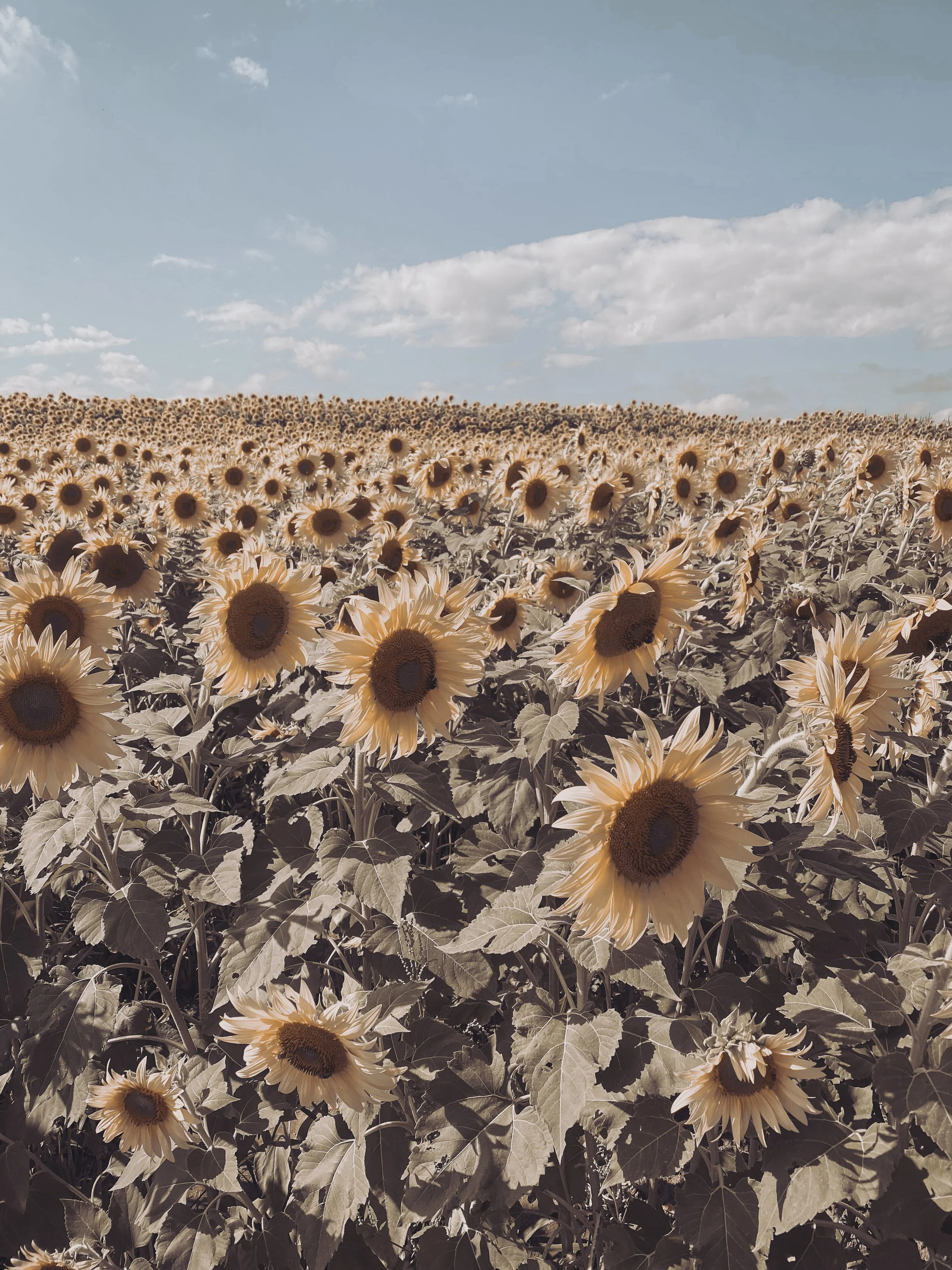 A vast field of blooming sunflowers under a partly cloudy sky.