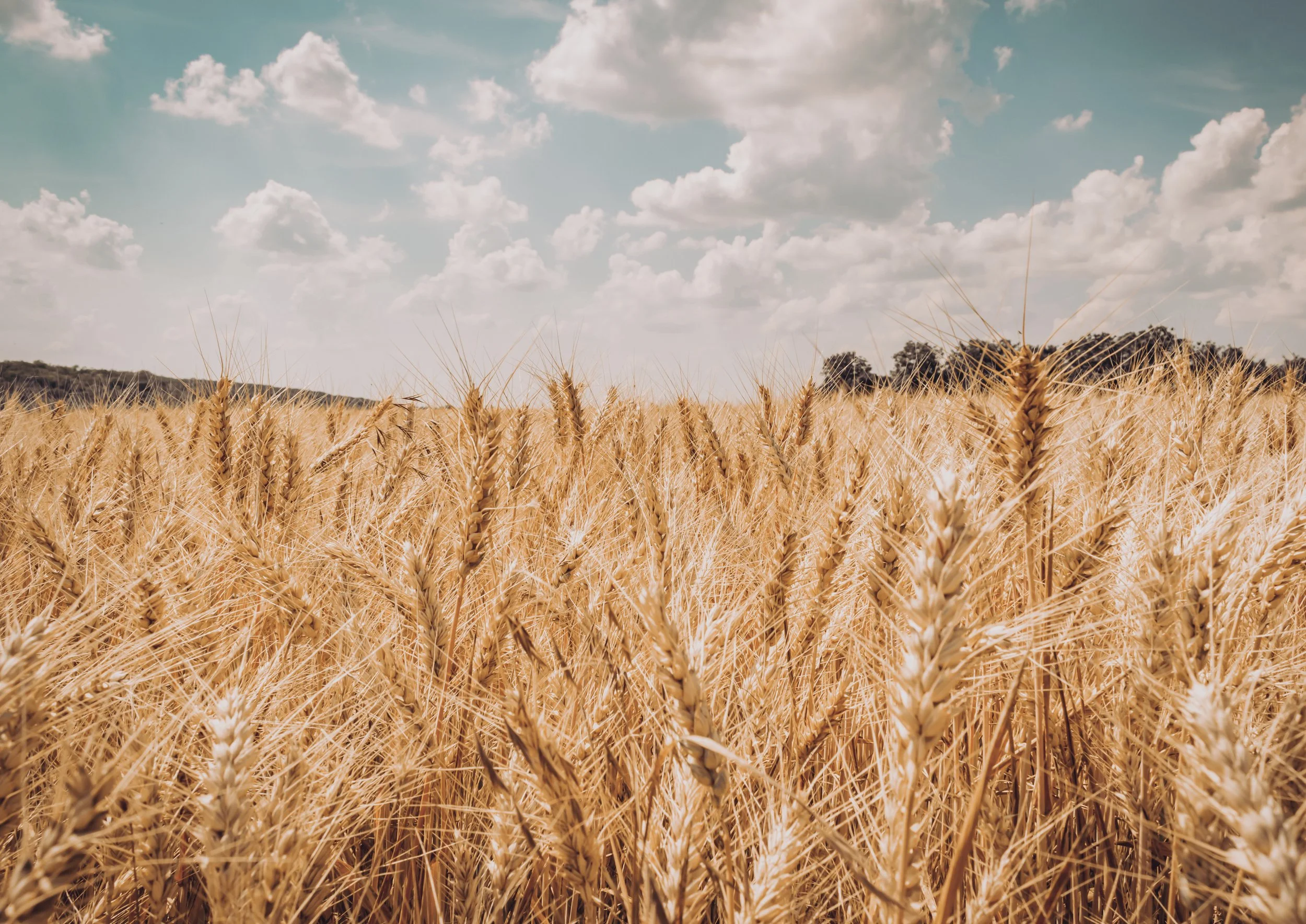 A field of ripe wheat with a partly cloudy sky above.