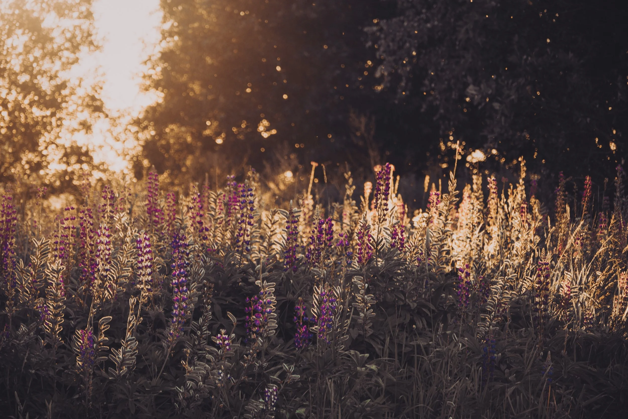 Sunlight shining through the trees onto a field of purple flowers.