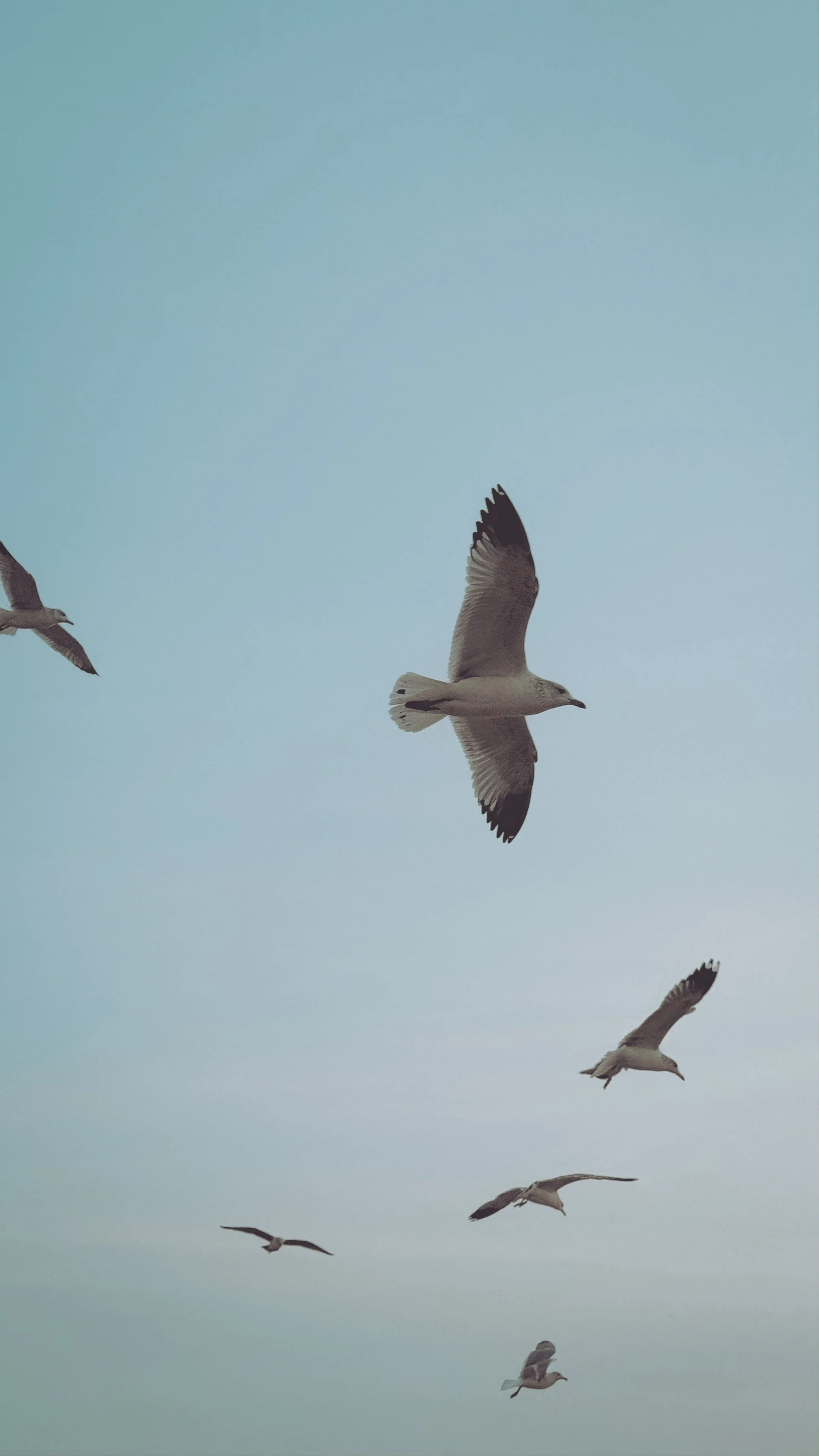 Seagulls flying in the sky with a light bluish background.