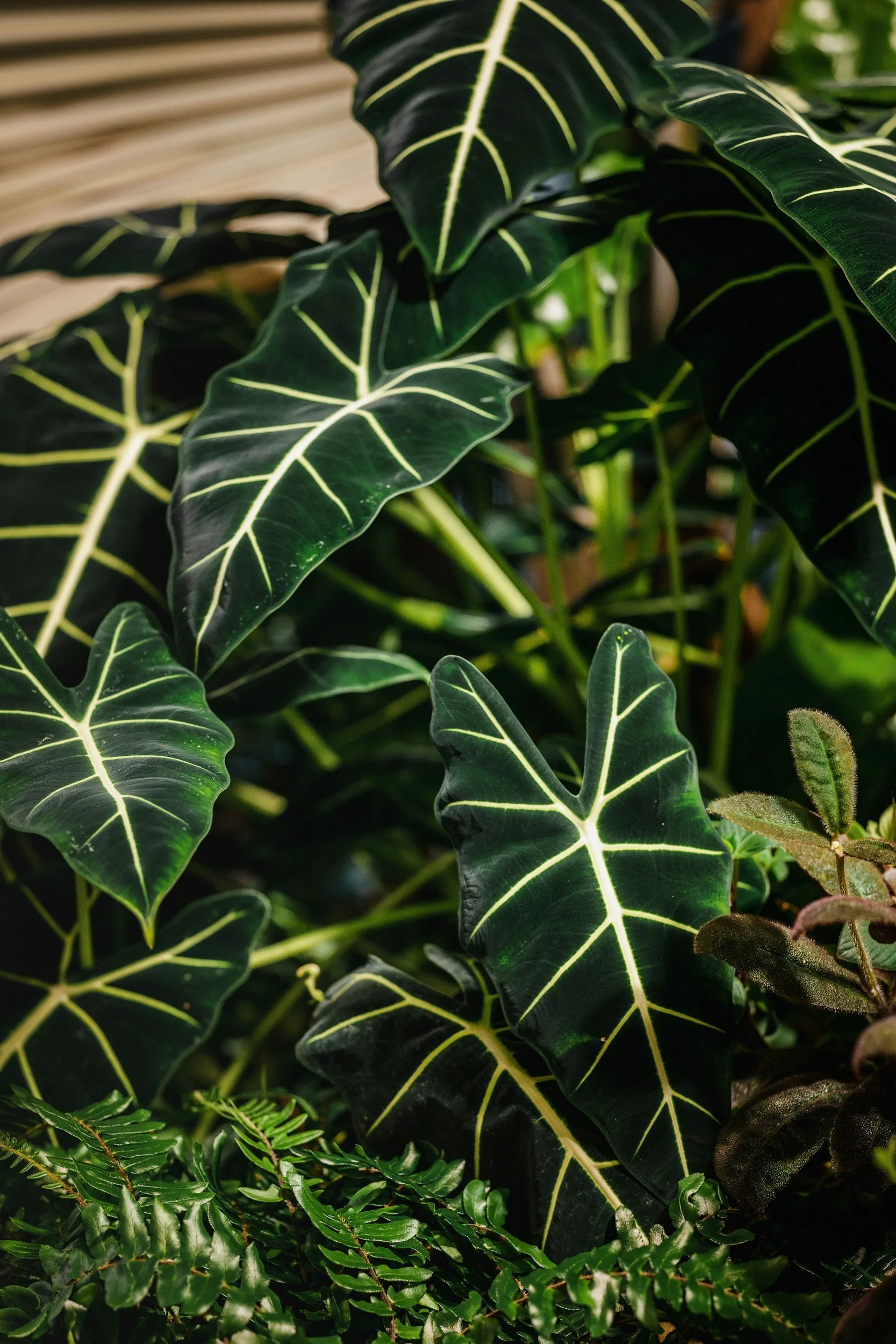 Close-up of various green plants, including large leaves with prominent yellow veins.