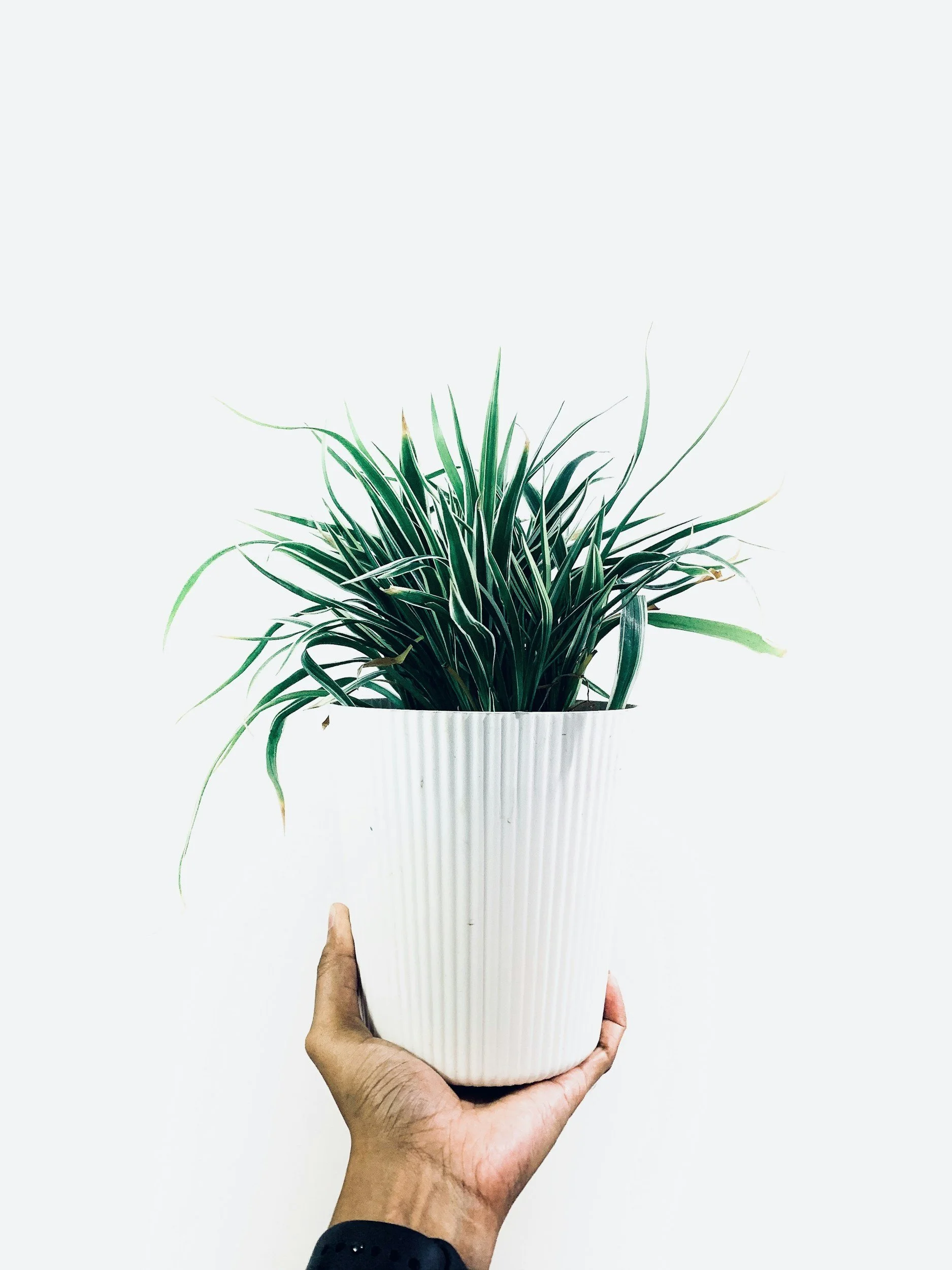 A person's hand holding a white ribbed pot with green and white striped grass plant against a plain white background.
