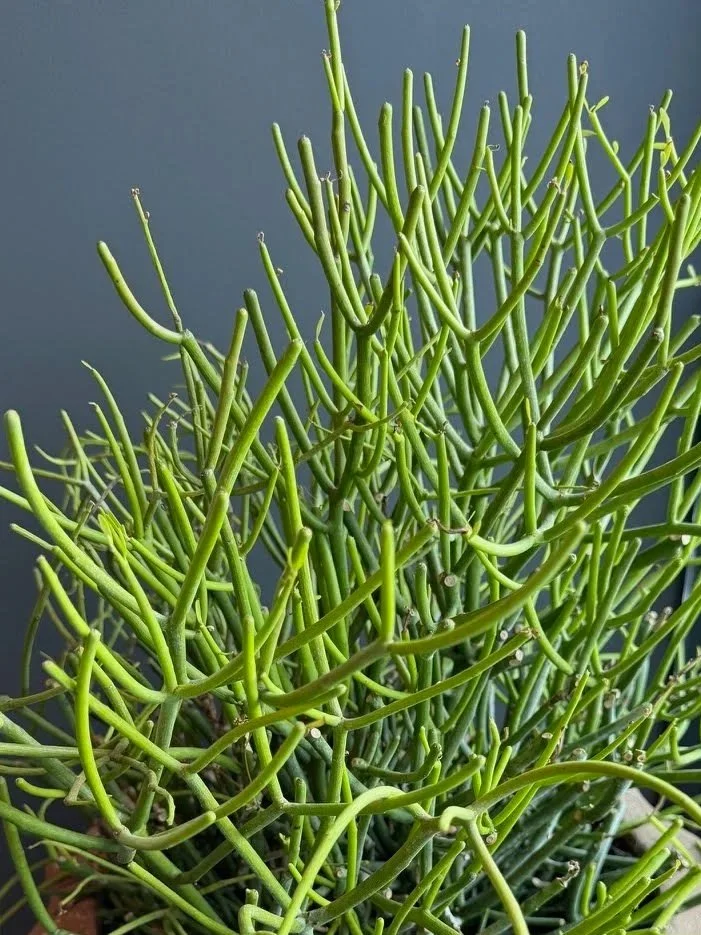 Close-up of a green succulent plant with long, thin, wavy stems against a dark background.