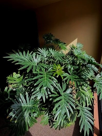 Large green tropical plant with split, palmate leaves indoors.