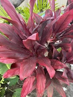 A close-up of a plant with large, elongated, reddish-purple leaves, likely a type of ornamental foliage plant.