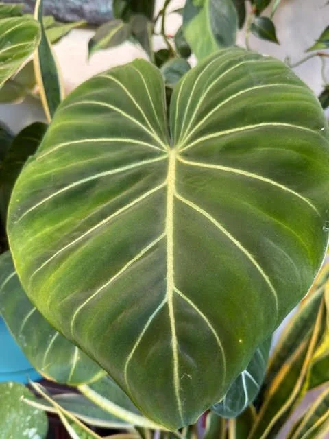 Large green heart-shaped leaf with prominent light-colored veins.