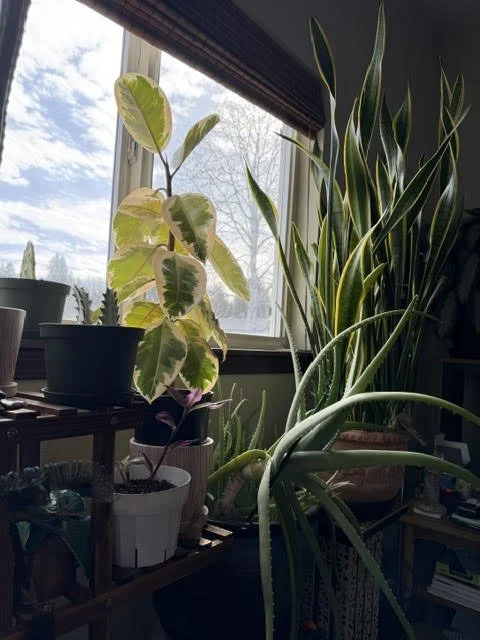 Indoor houseplants near a window with blue sky and clouds outside.