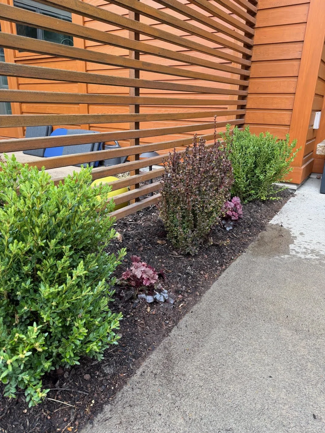 View of a flower bed with various green and purple plants next to a concrete sidewalk, with a wooden building and horizontal slat fence in the background.