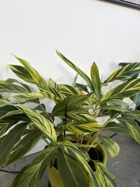 Indoor houseplant with large green leaves and yellow variegation, potted in a green container.
