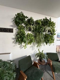 Indoor space with green plants on a wall and on chairs, modern decor with white walls and green seating.