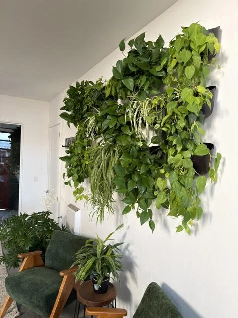 Indoor vertical garden with multiple green potted plants mounted on a white wall and additional potted plants on chairs below.