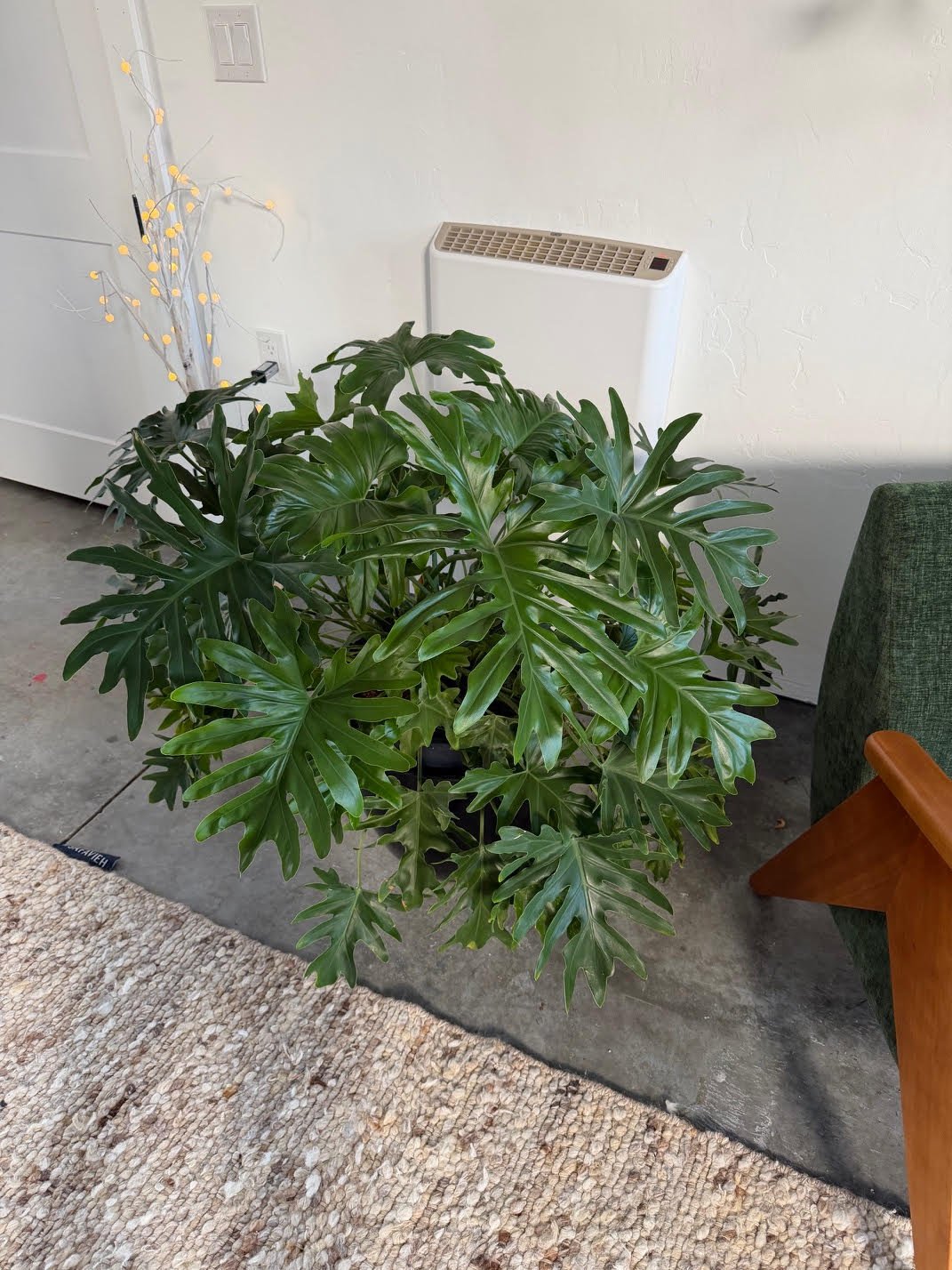 A large potted green philodendron plant with deeply lobed leaves sitting on a concrete floor next to a textured rug in a room with white walls and an electric heater.