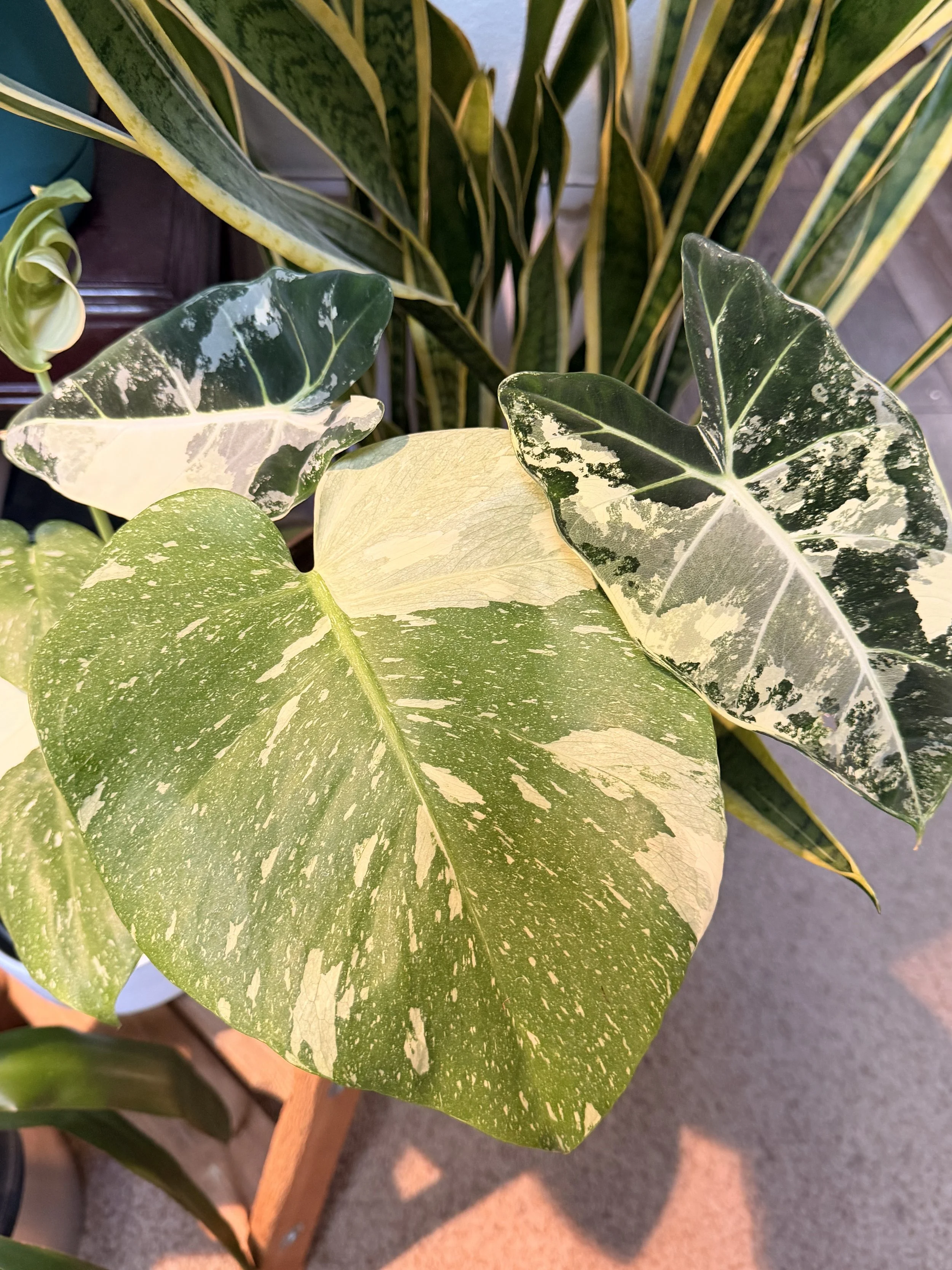 Close-up of variegated pothos plant leaves with green and cream-colored patches.