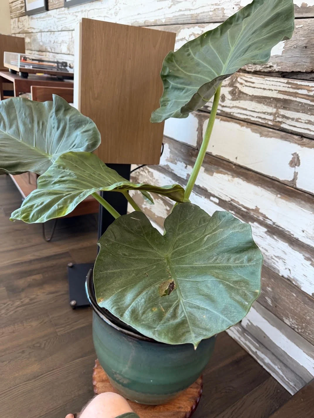 A potted large-leaf tropical plant indoors with green leaves, placed on a wooden surface against a distressed wood-paneled wall.