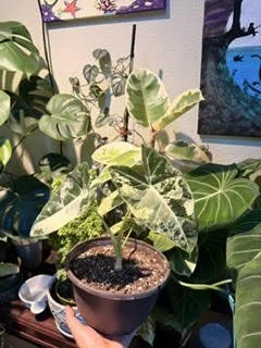 A potted fiddle leaf fig plant with large green leaves on a wooden surface, surrounded by other houseplants and artwork