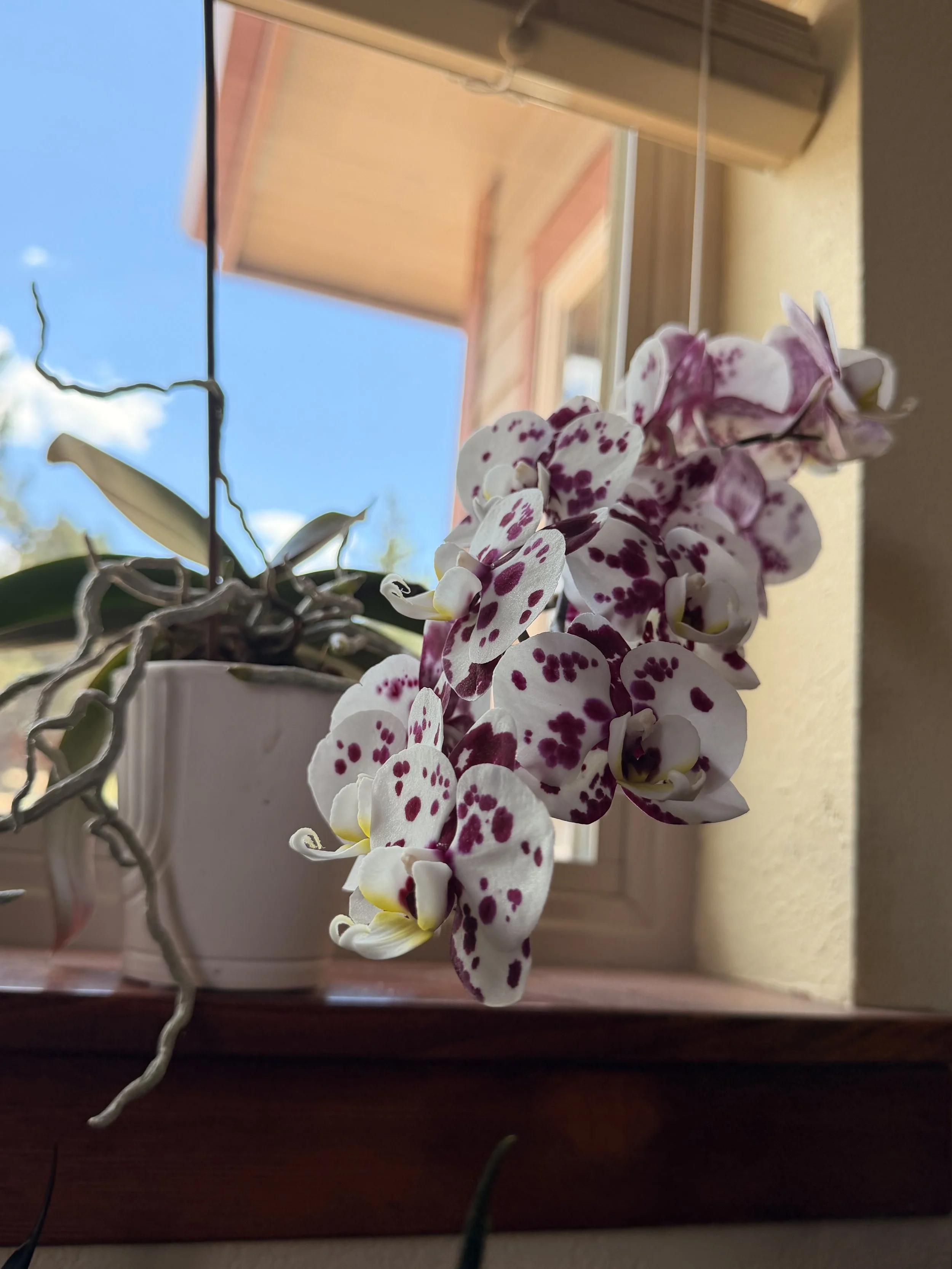 A potted orchid plant with white petals and pink spots, placed on a windowsill with a view of a building and blue sky outside.