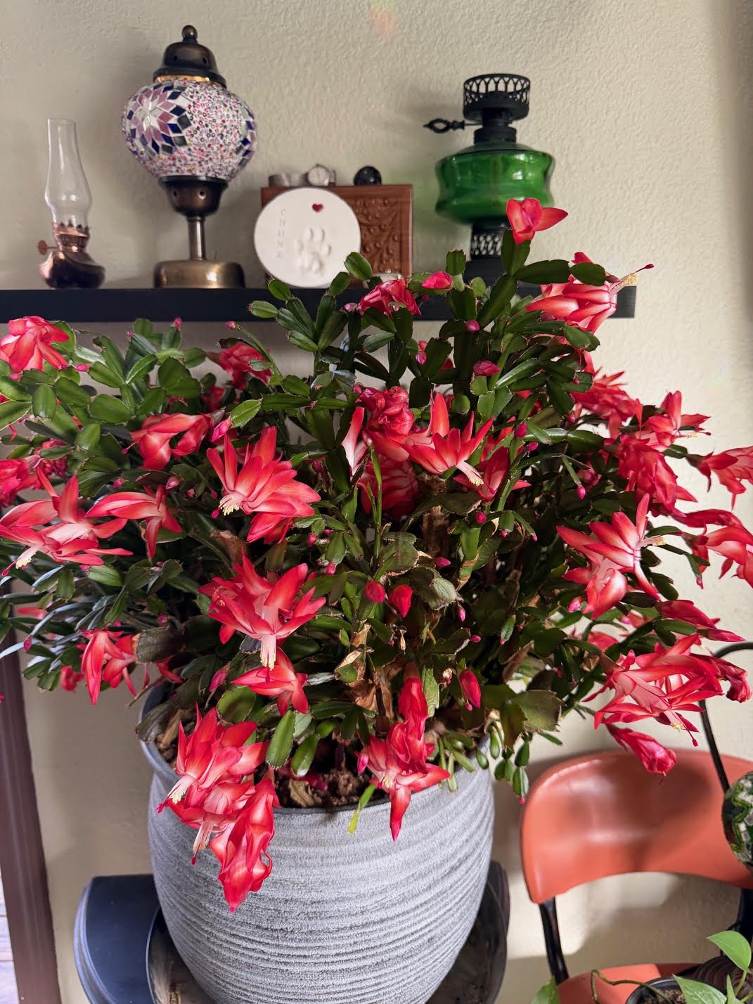 Large potted Christmas cactus with pink flowers on a table inside a house.