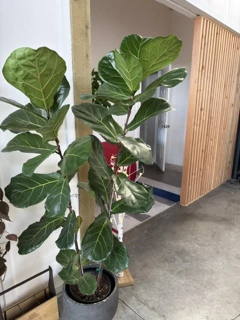 A large potted artificial Fiddle Leaf Fig plant in an indoor space with concrete floor and wooden panel wall.