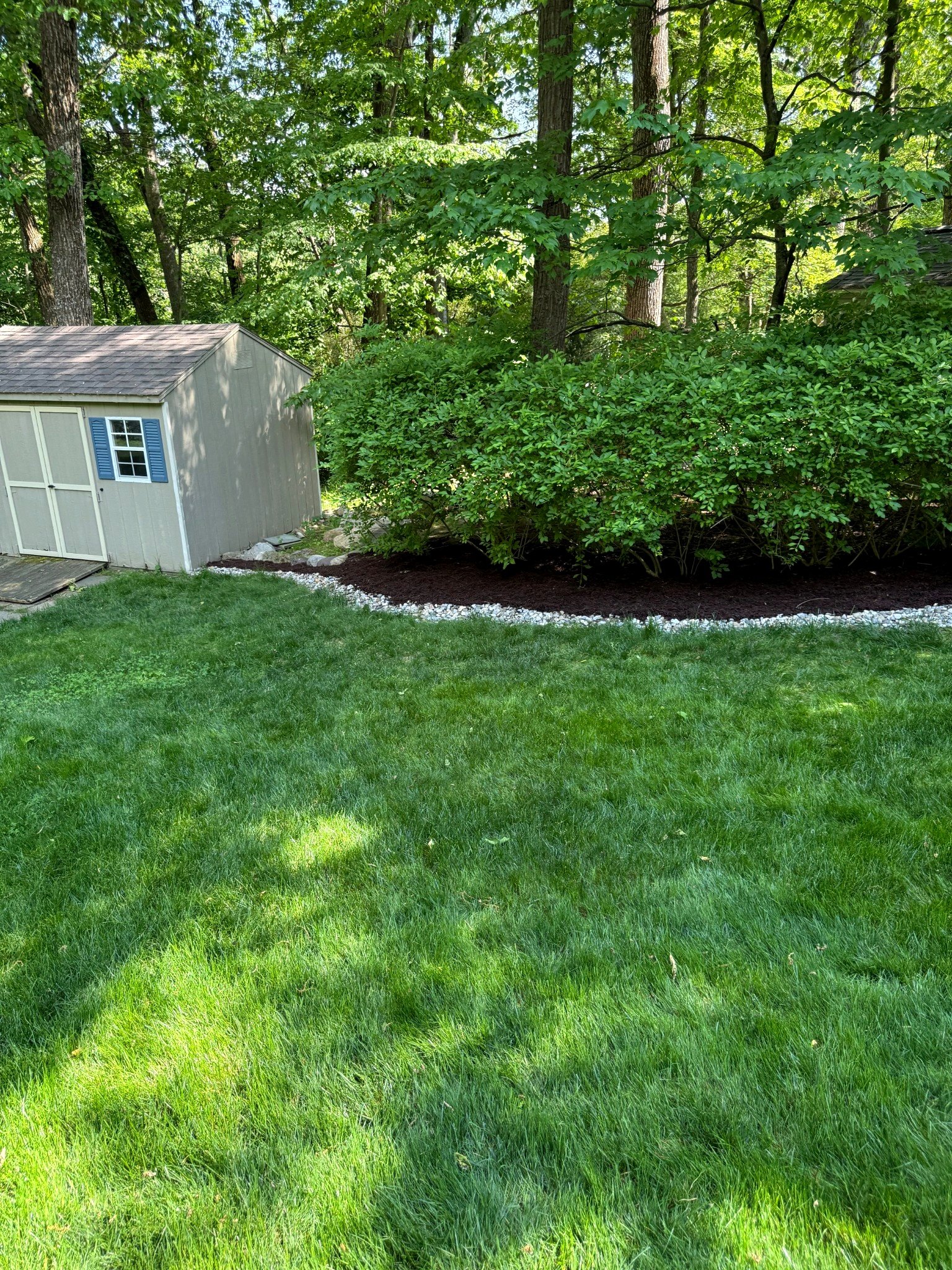 A backyard scene with a lush green lawn, a garden shed with a gray exterior and a small window, surrounded by dense trees and bushes.