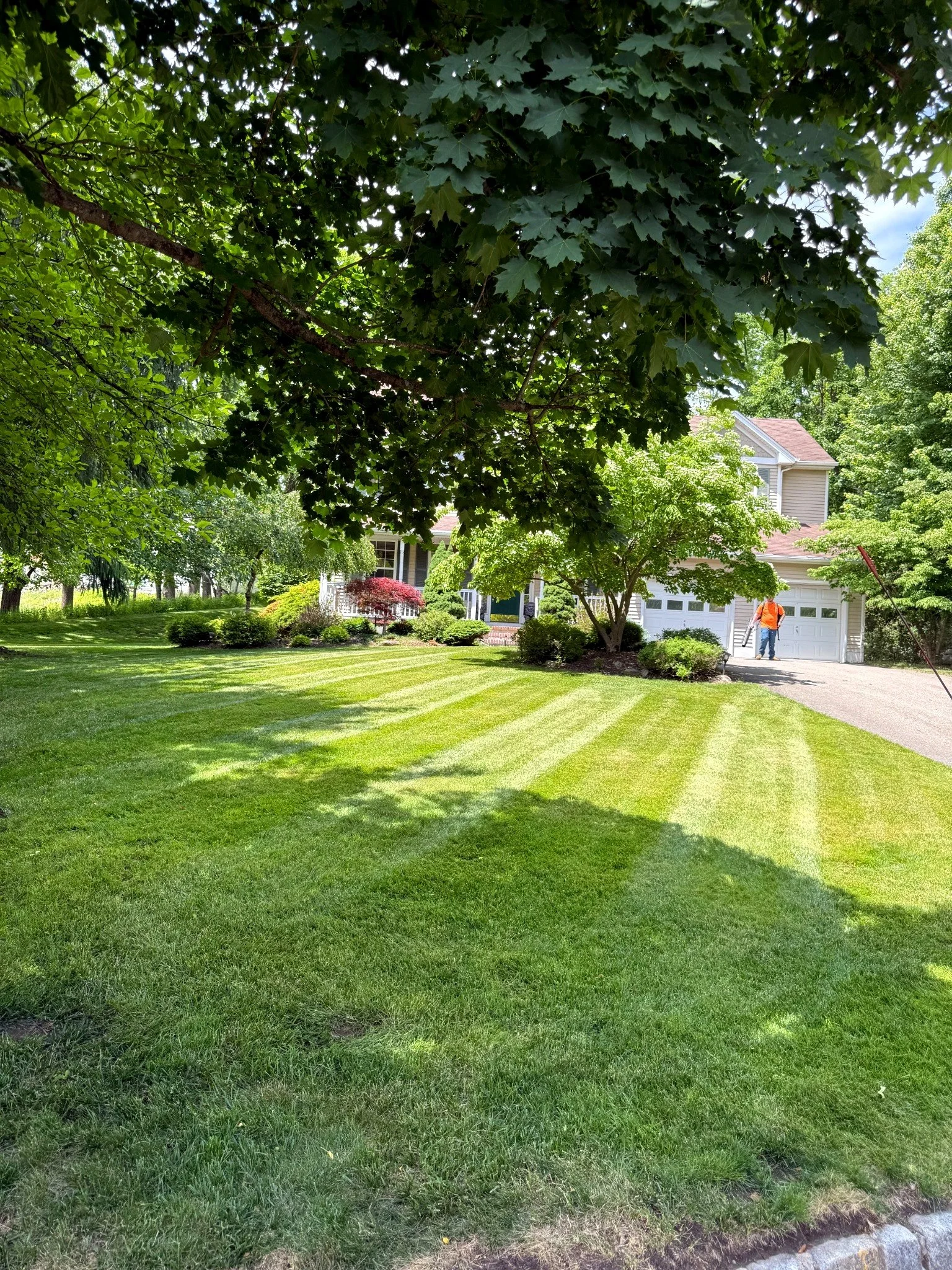 Front yard with trimmed green grass, large leafy trees, a house in the background, and a person in an orange shirt walking near the house.