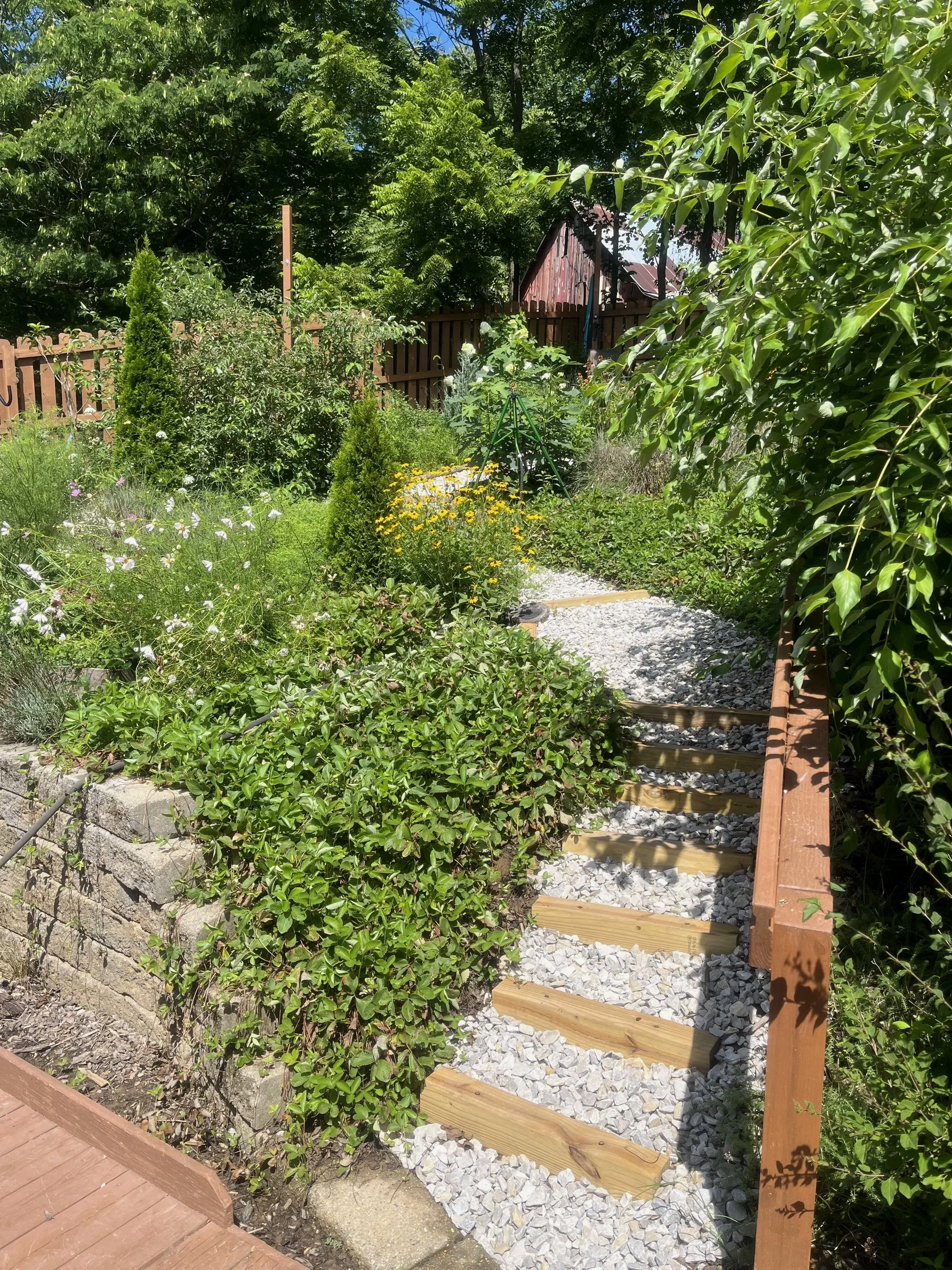 A steep slope, formerly a weedy, dry space with erosion trouble. Native wild strawberries, little bluestem grass and narrow-leaved mountain mint form a living mesh to hold the slope's soil in place while the gradually-stepped gravel path winds up thr