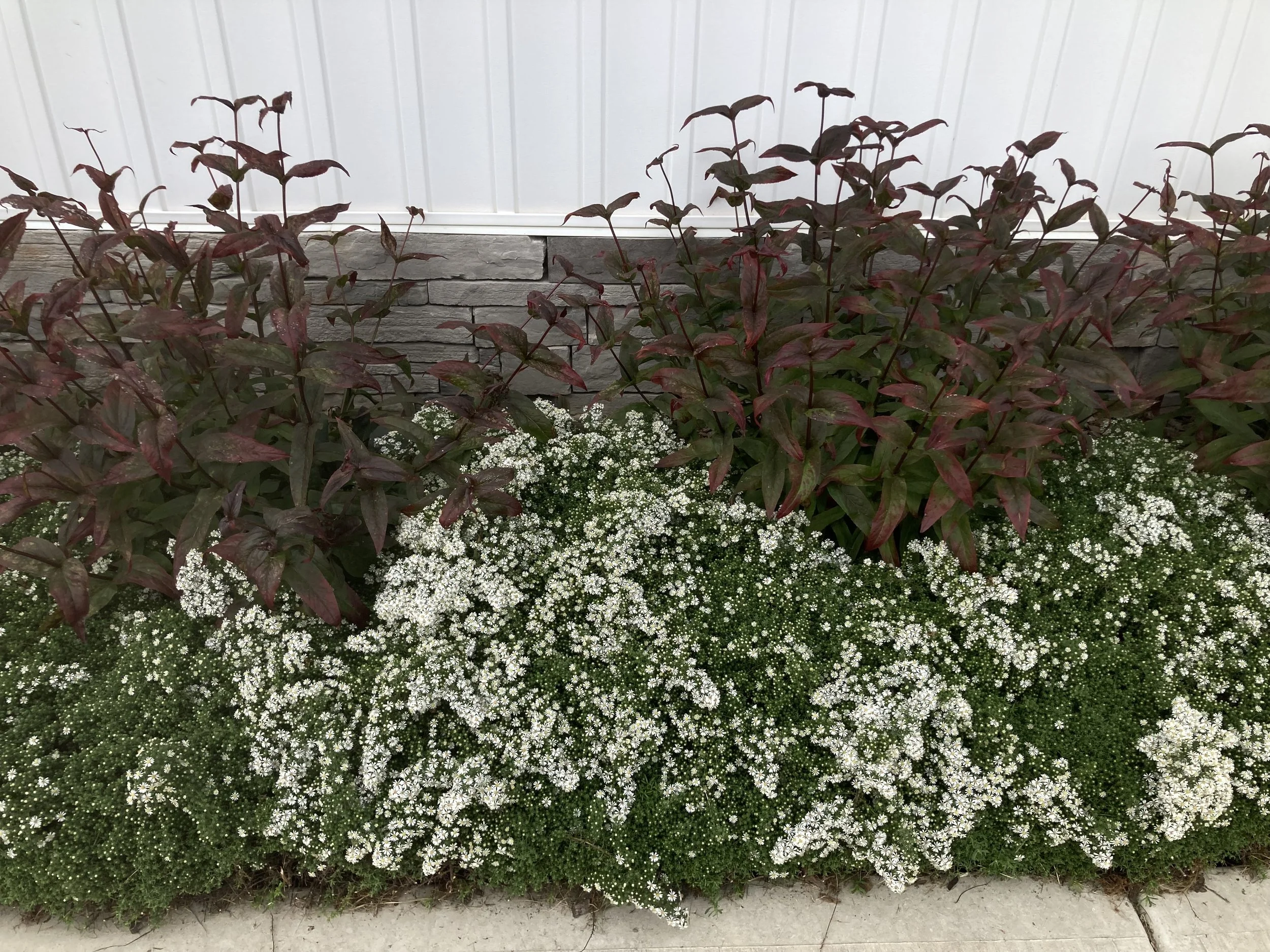 Penstemon 'Husker Red' and heath aster 'Snow Flurry' filling the narrow, dry space between a sunny wall and a concrete walkway.