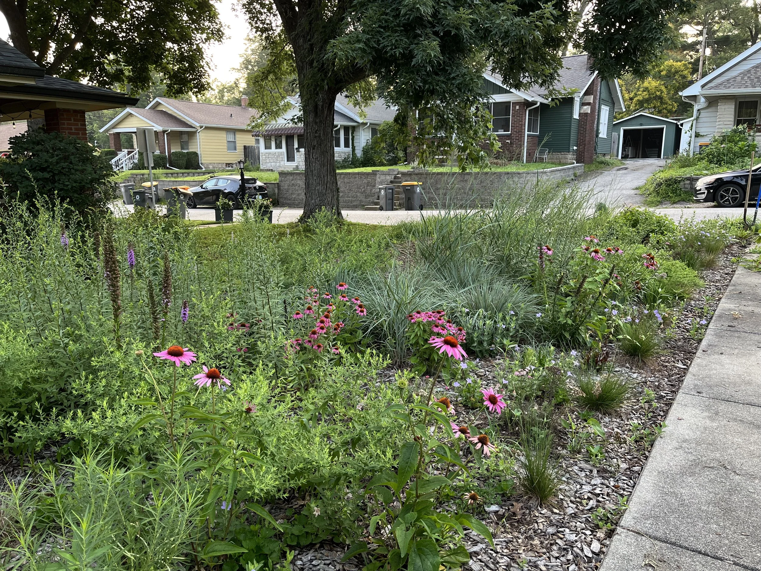 A third-year meadow planting along a front walkway, planted with plugs. This spring, there were hundreds of seedlings from these perennials filling in!