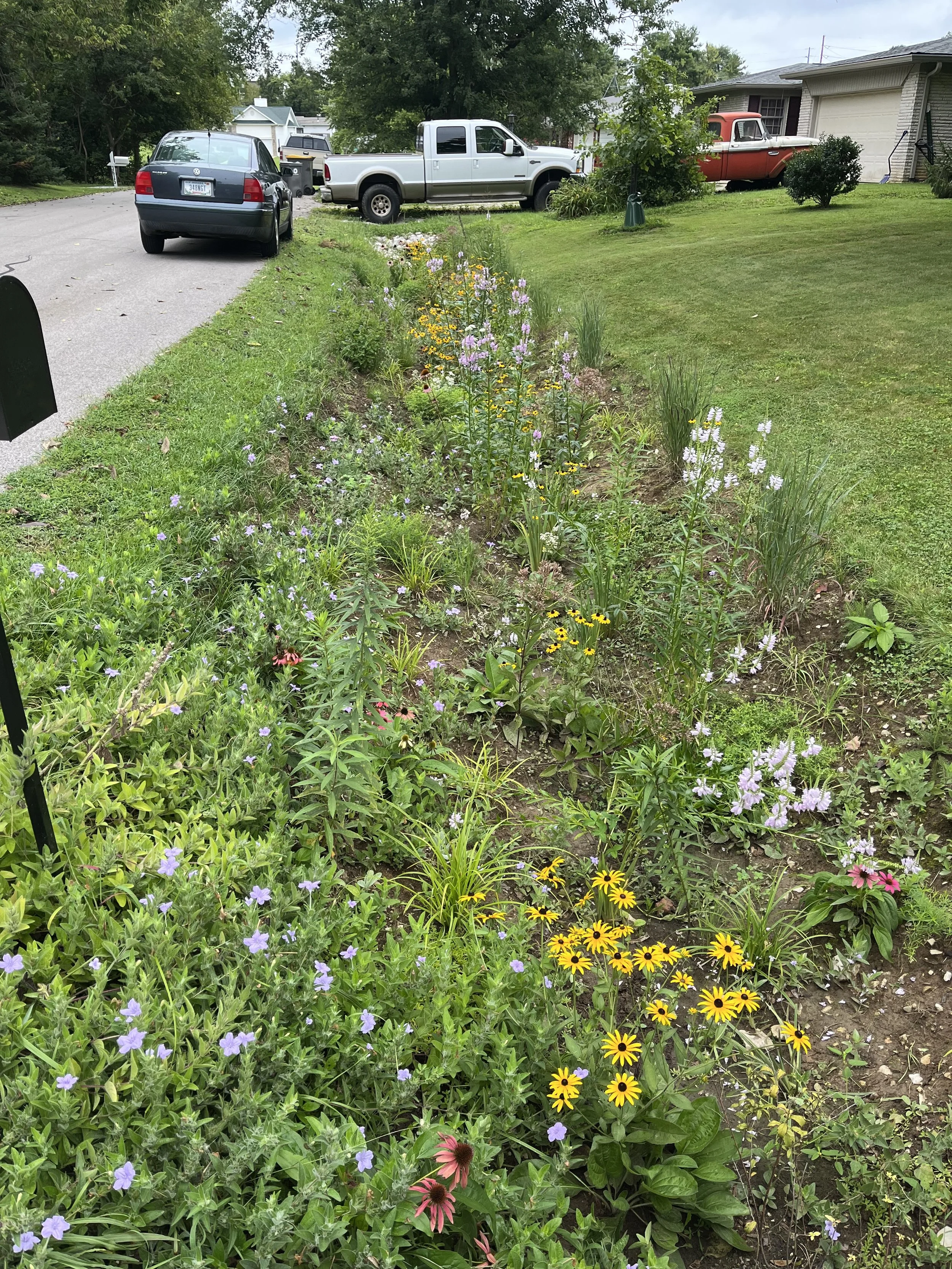 A drainage ditch cleared out and refilled with zones of wetland to dry/mesic perennial flowers and grasses - including switchgrass, prairie dropseed, obedient plant, coneflower, black-eye susan, wild onion, joepye, culvers root, blue flag iris, wild 
