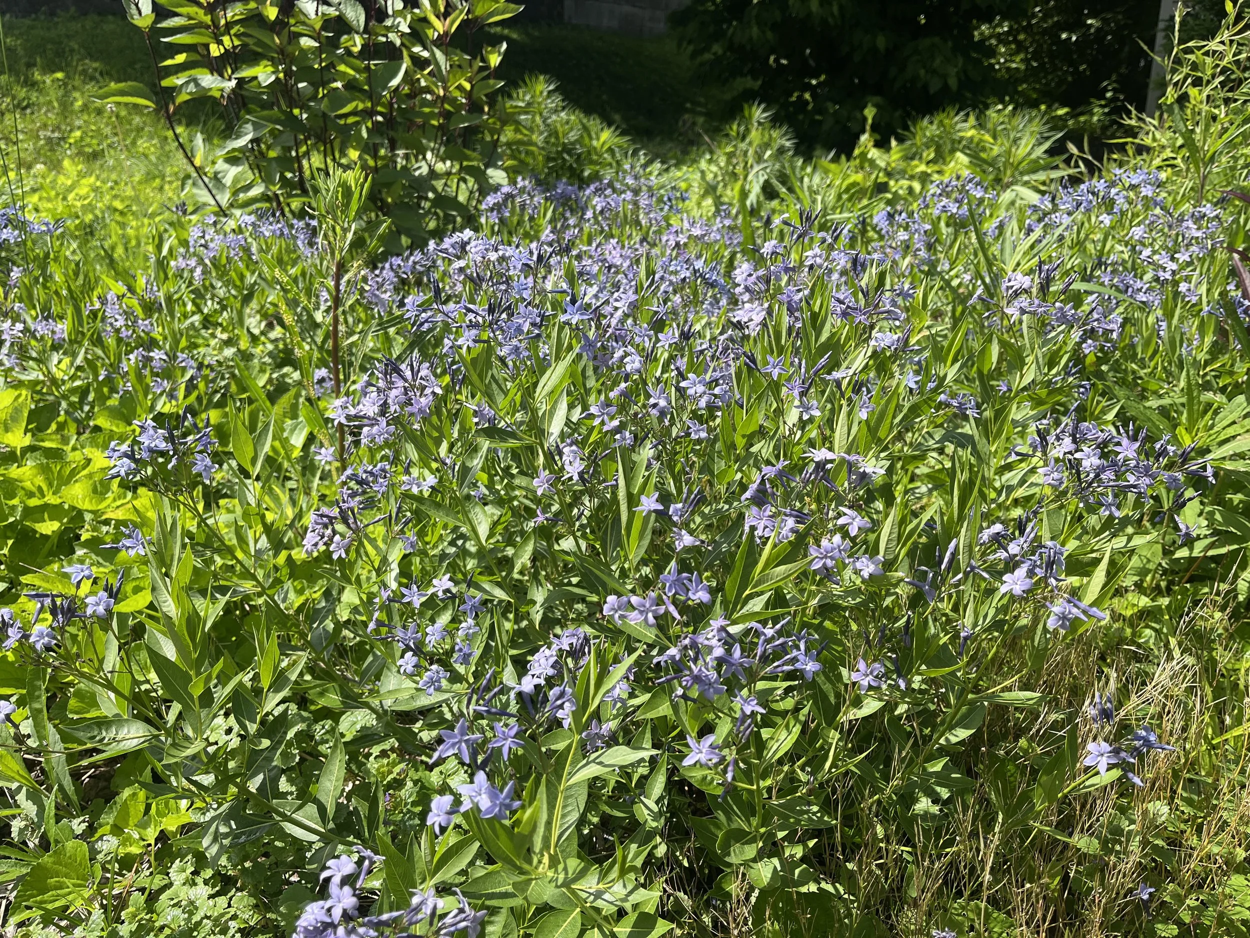 Flowering Amsonia tabernaemontana in full sun and rich soil.