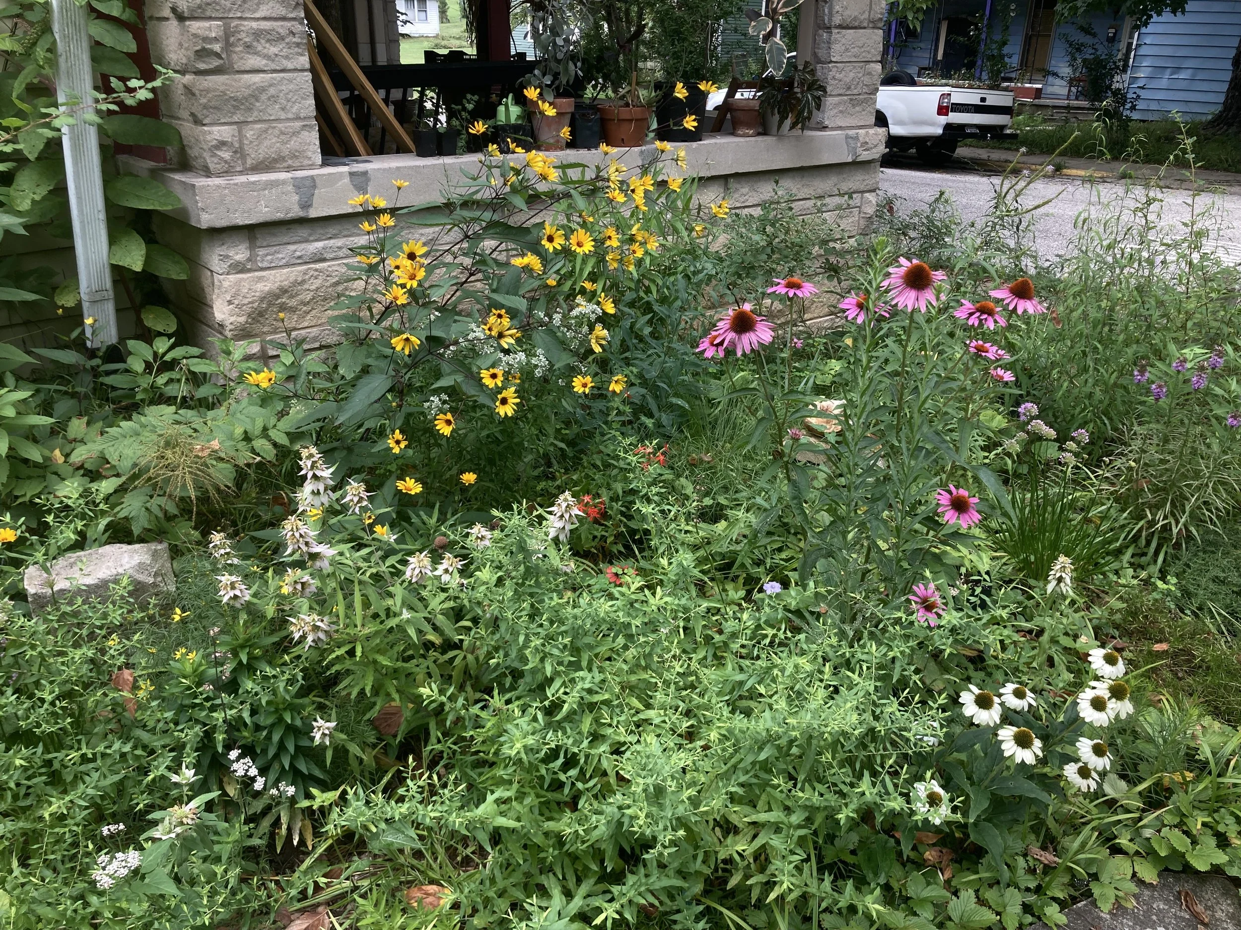 My old apartment garden - slowly turned a long forgotten side yard into a small meadow of 30+ species of native sedges, grasses, wildflowers and shrubs that hosted a well-fed 5-lined skink, multiple ringneck and garter snakes, mourning dove fledgling