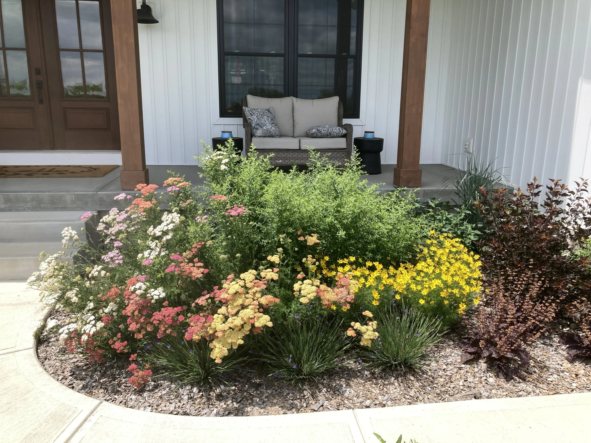 A sunny farmhouse planting of mixed yarrow, coreopsis, blue-eyed grass, turtlehead, aromatic aster and lyreleaf sage surrounding creeping juniper, switchgrass and a red ninebark.