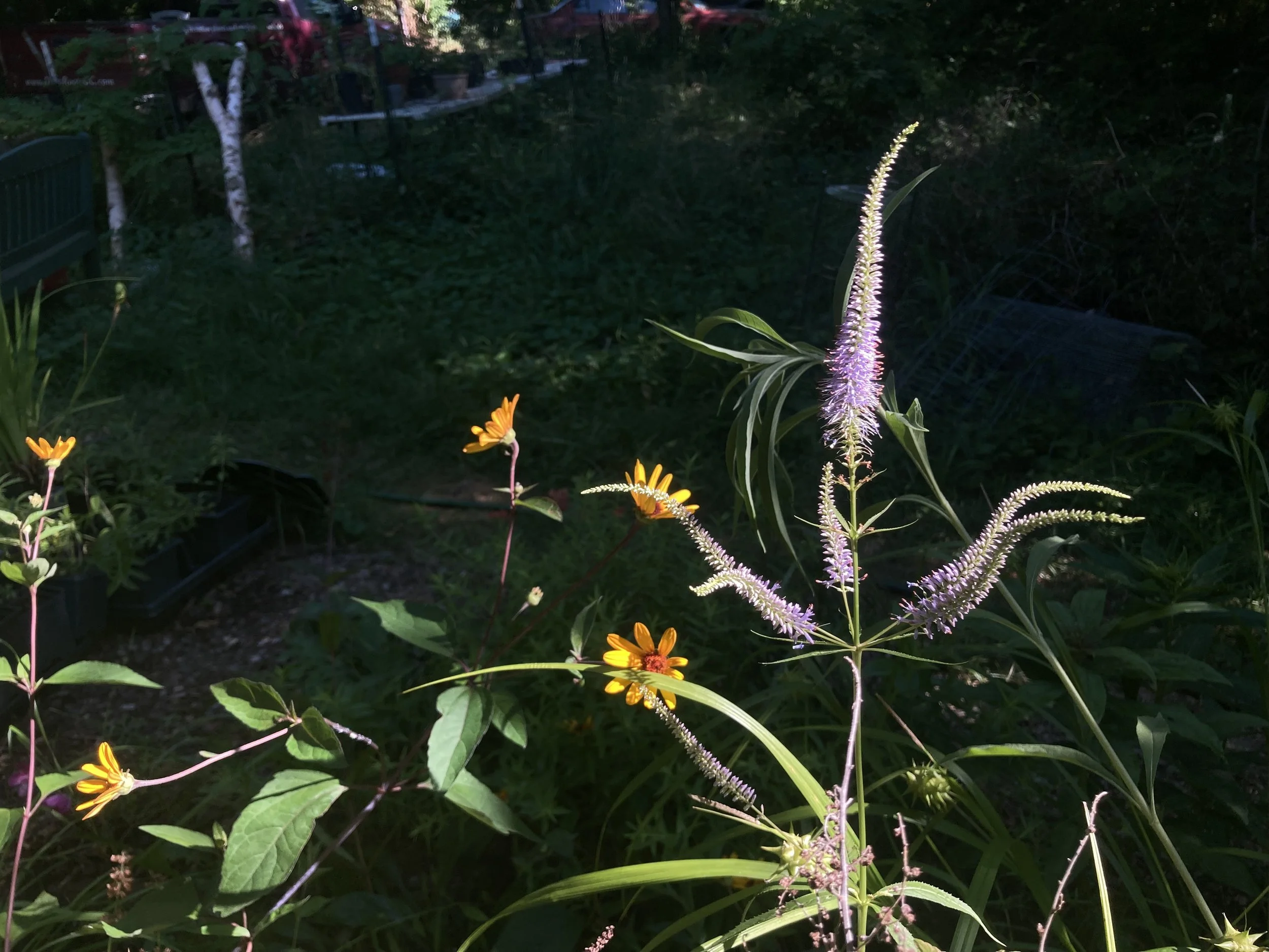 Late afternoon sun on culvers root, right, and false sunflower, left.
